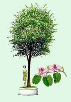 Mountain Ebony - Bauhinia variegata - Баухиния пестрая (орхидейное дерево)